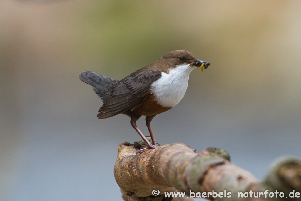 Wasseramsel