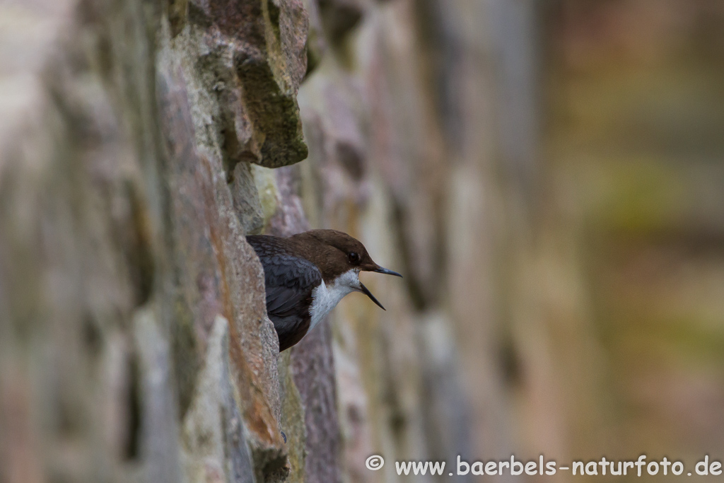 Wasseramsel