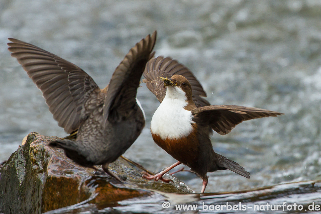 Wasseramsel