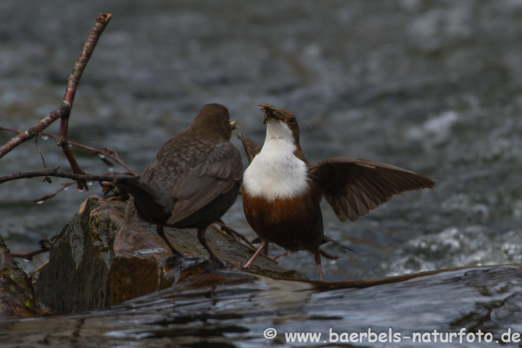 Wasseramsel