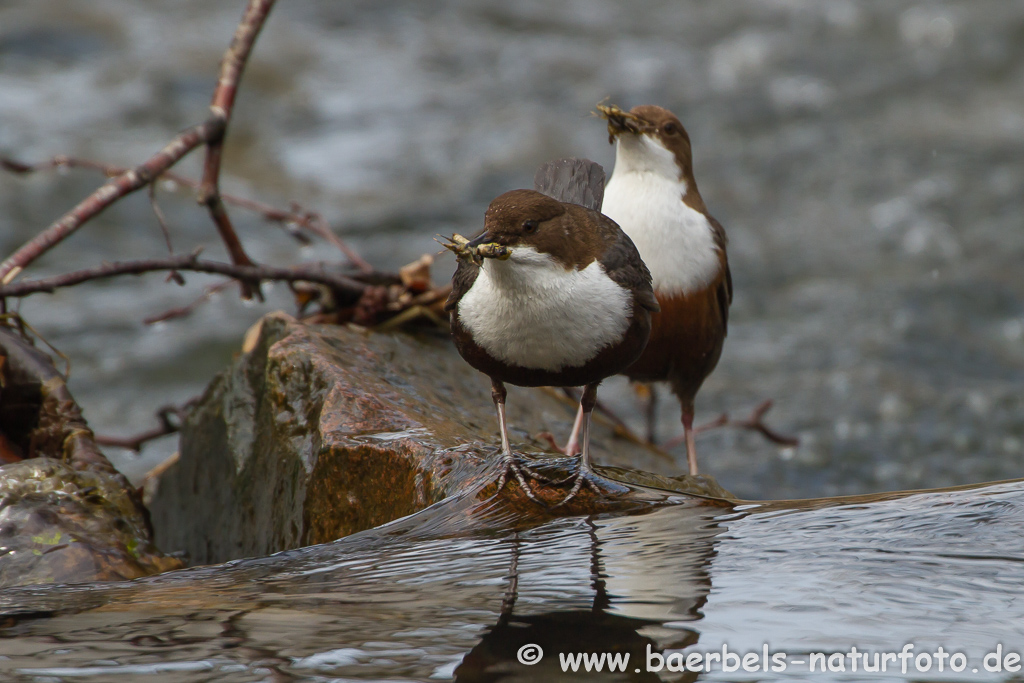 Wasseramsel