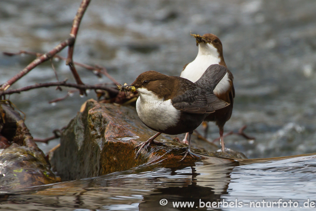 Wasseramsel