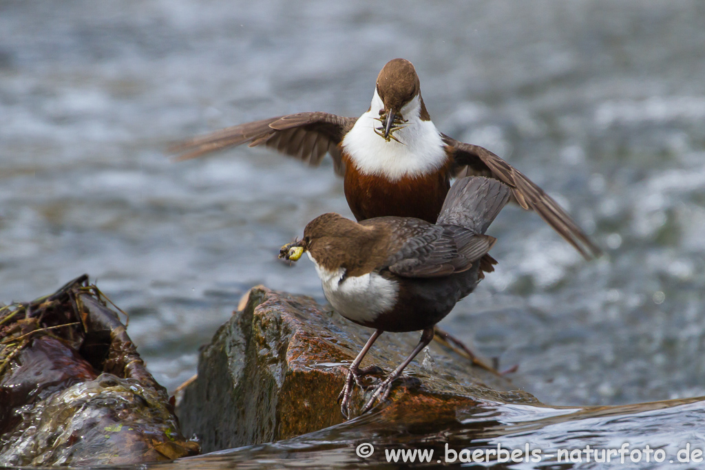 Wasseramsel