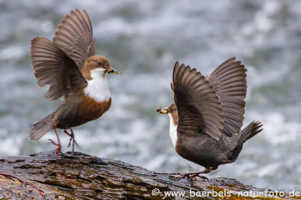 Wasseramsel