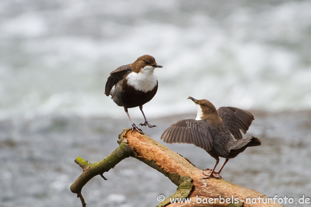 Wasseramsel