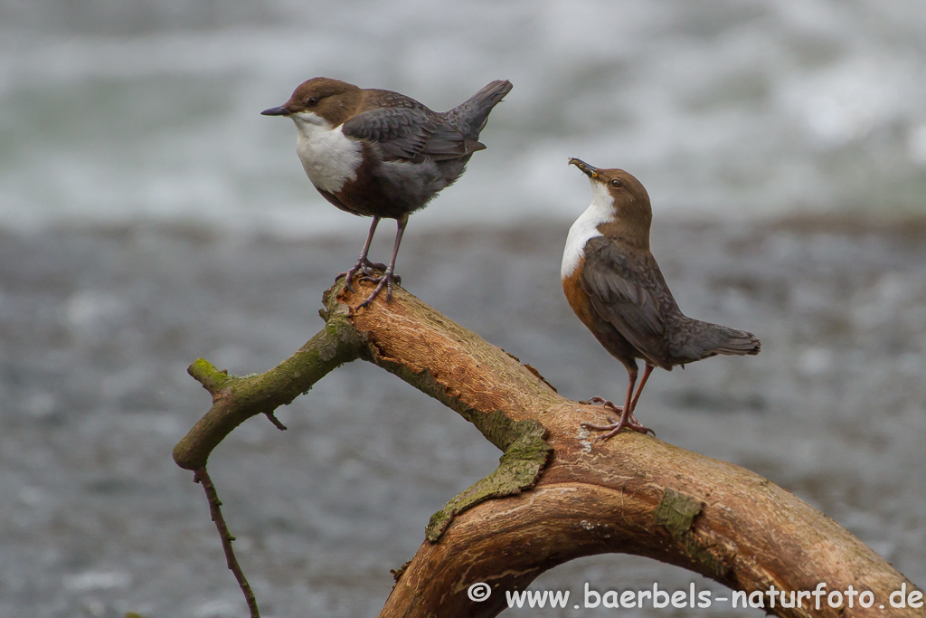 Wasseramsel