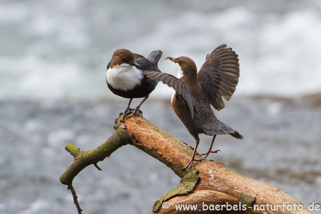 Wasseramsel