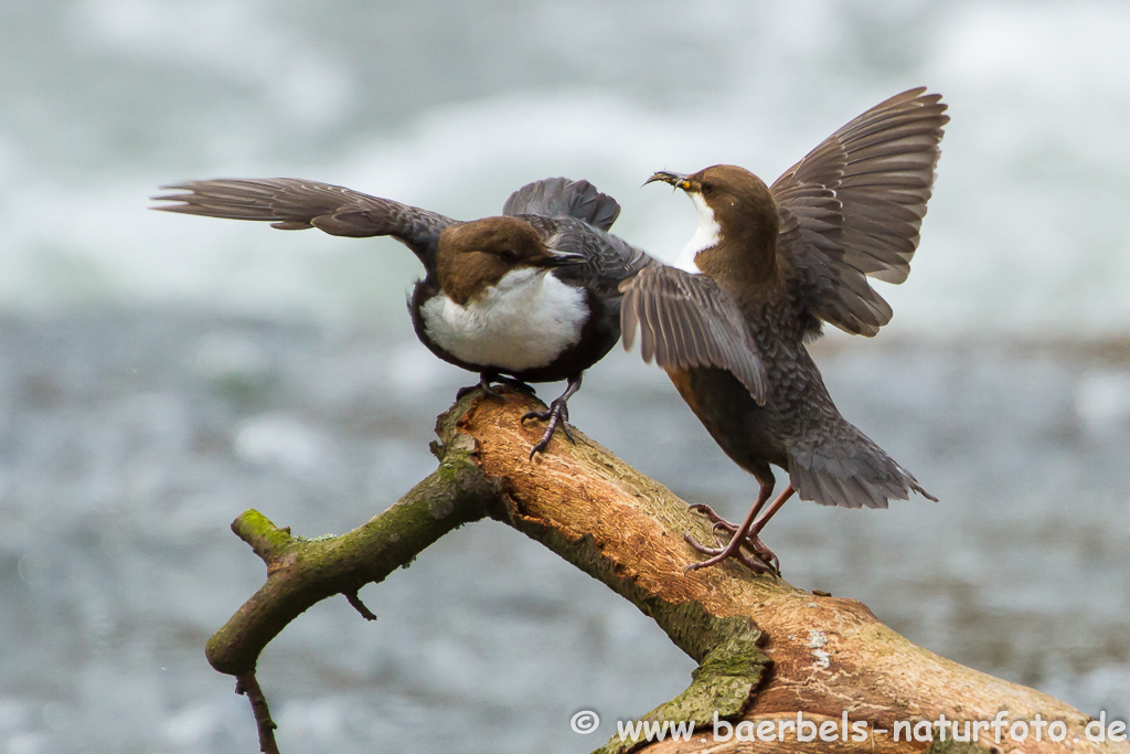 Wasseramsel