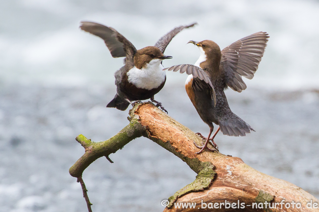 Wasseramsel