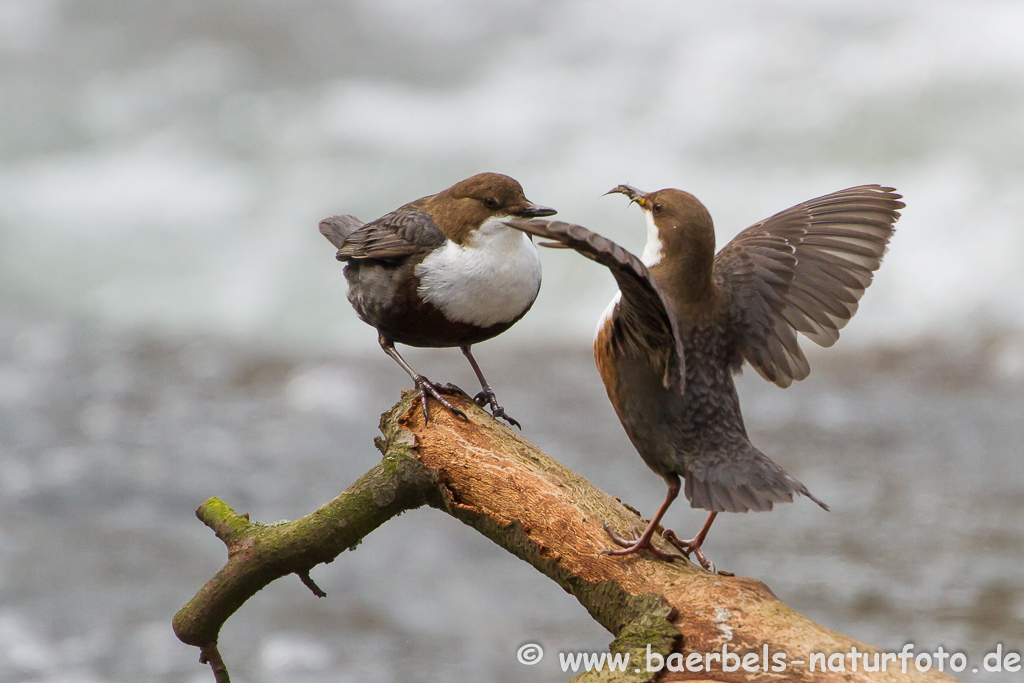 Wasseramsel