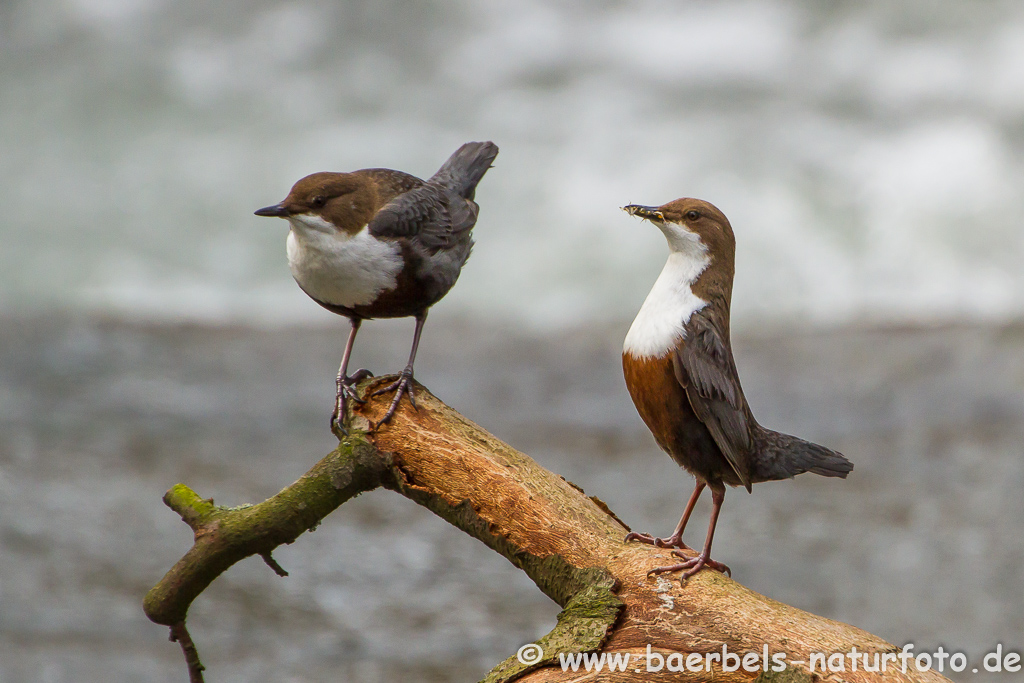 Wasseramsel