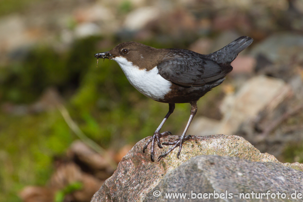 Wasseramsel