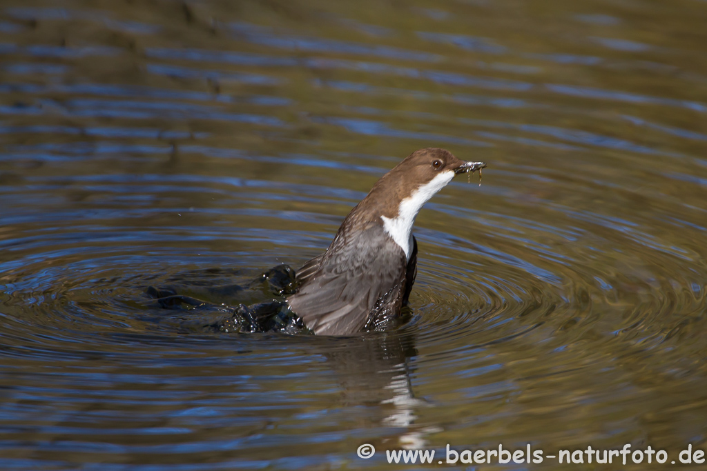 Wasseramsel