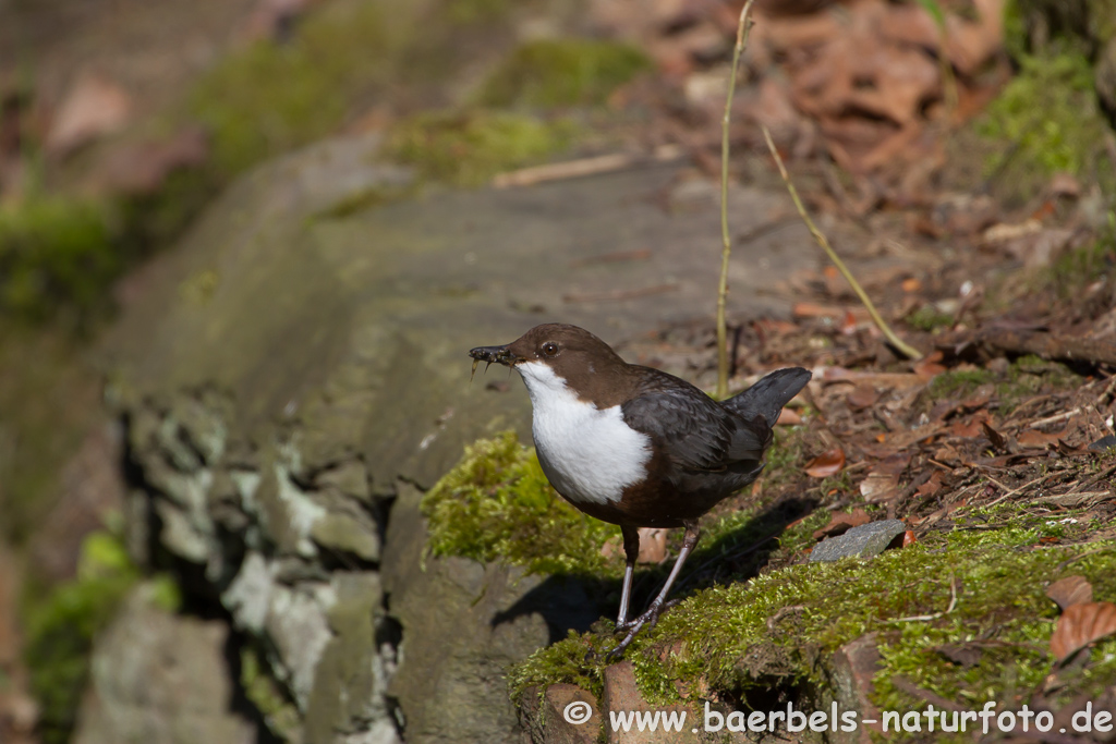 Wasseramsel