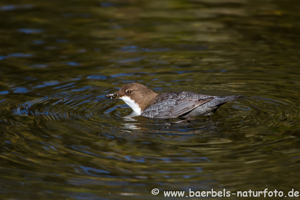 Wasseramsel