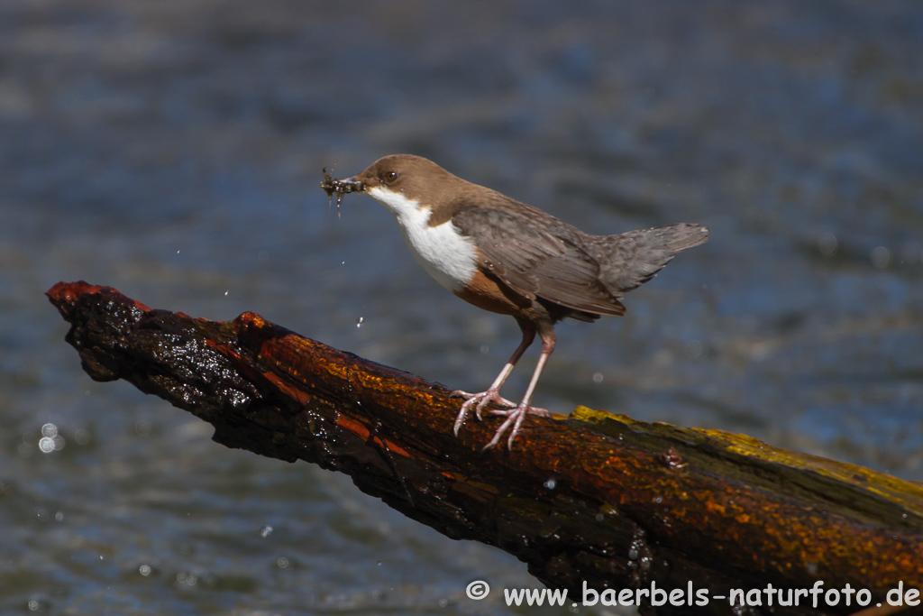 Wasseramsel