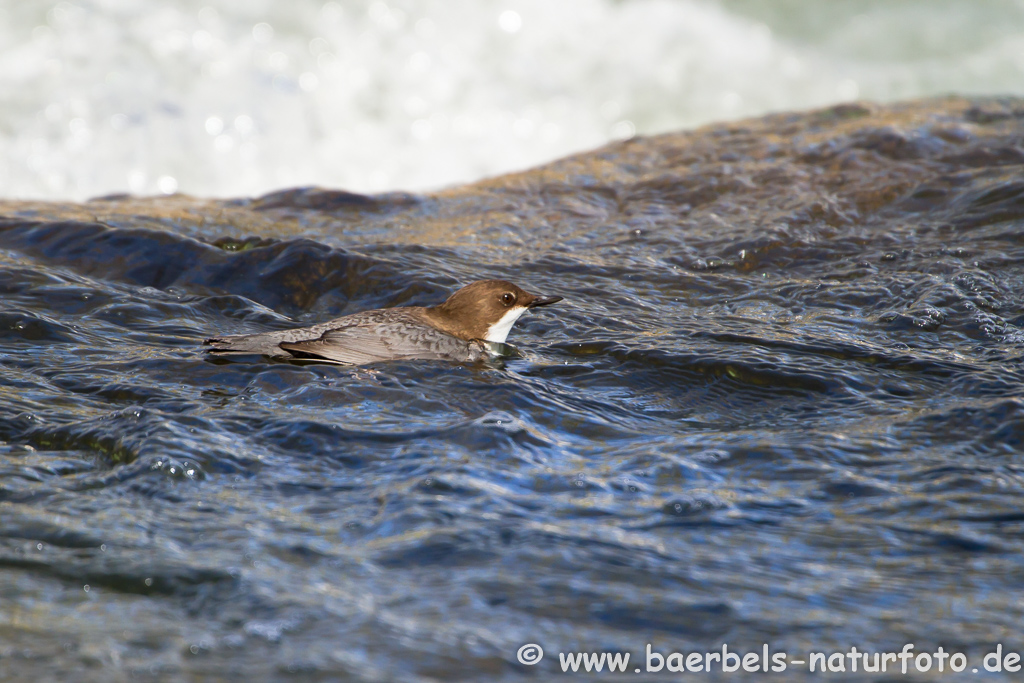 Wasseramsel