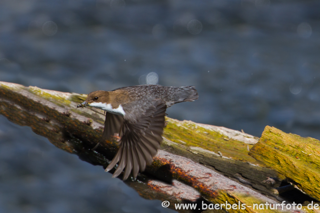 Wasseramsel