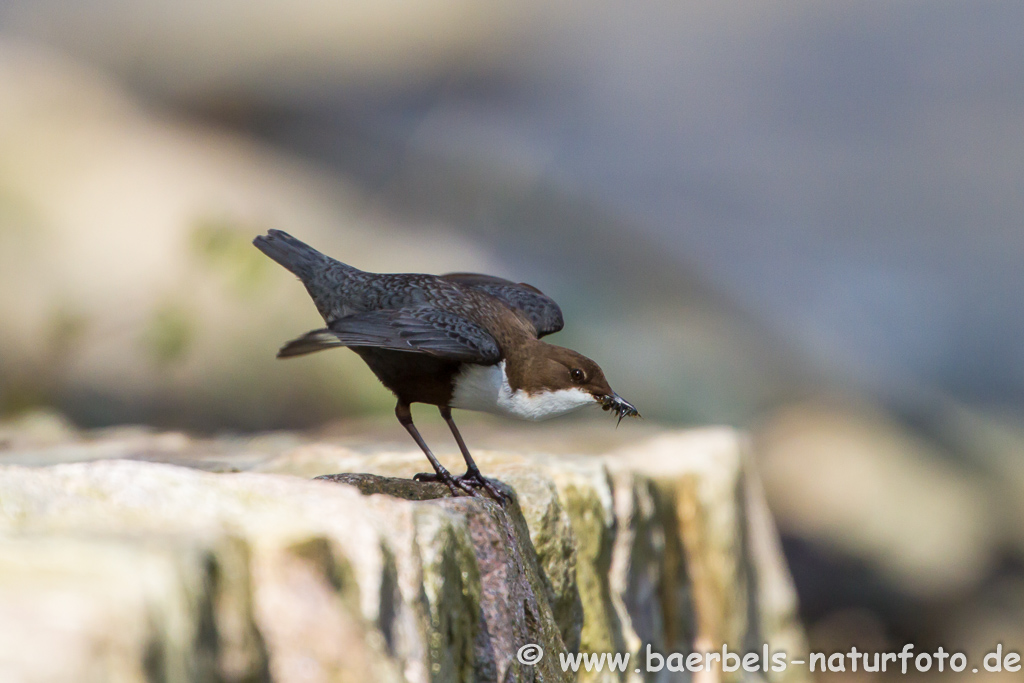 Wasseramsel