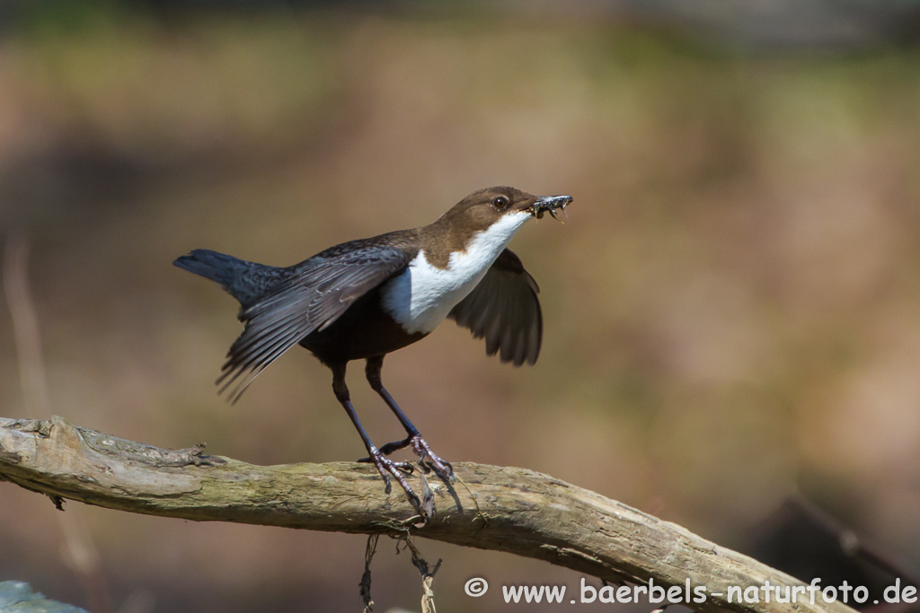 Wasseramsel