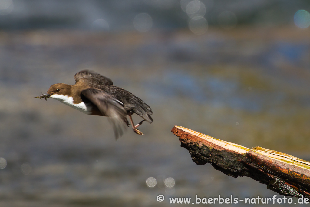 Wasseramsel