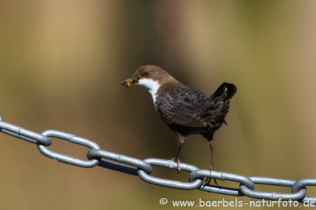 Wasseramsel