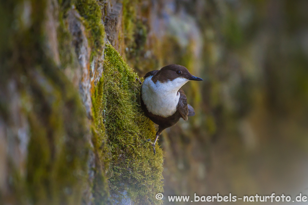 Wasseramsel