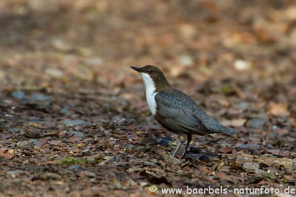 Wasseramsel