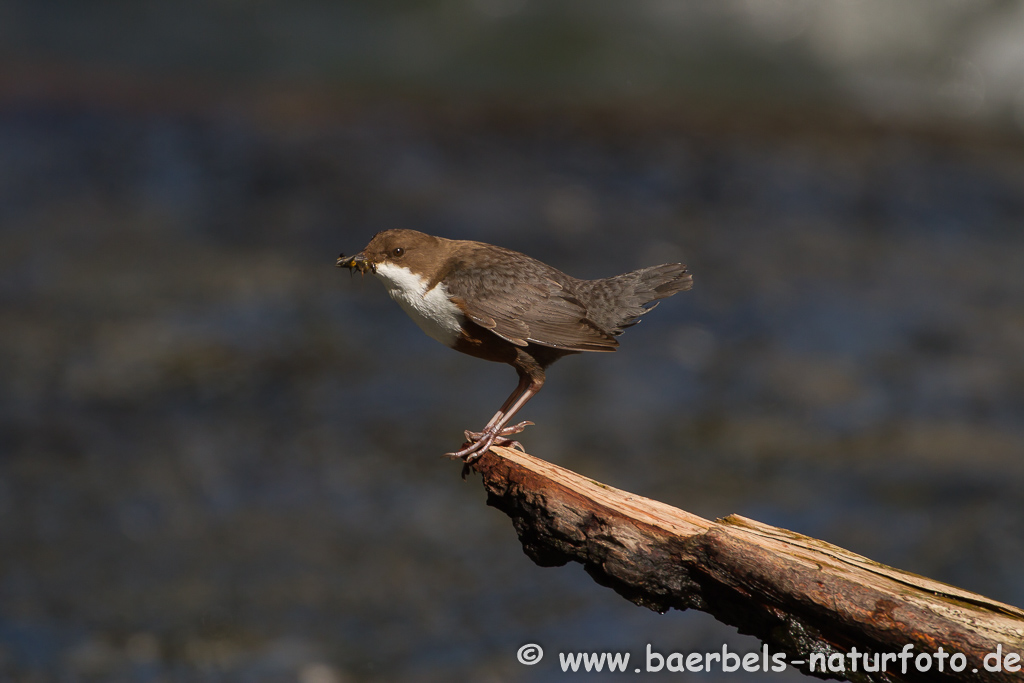 Wasseramsel