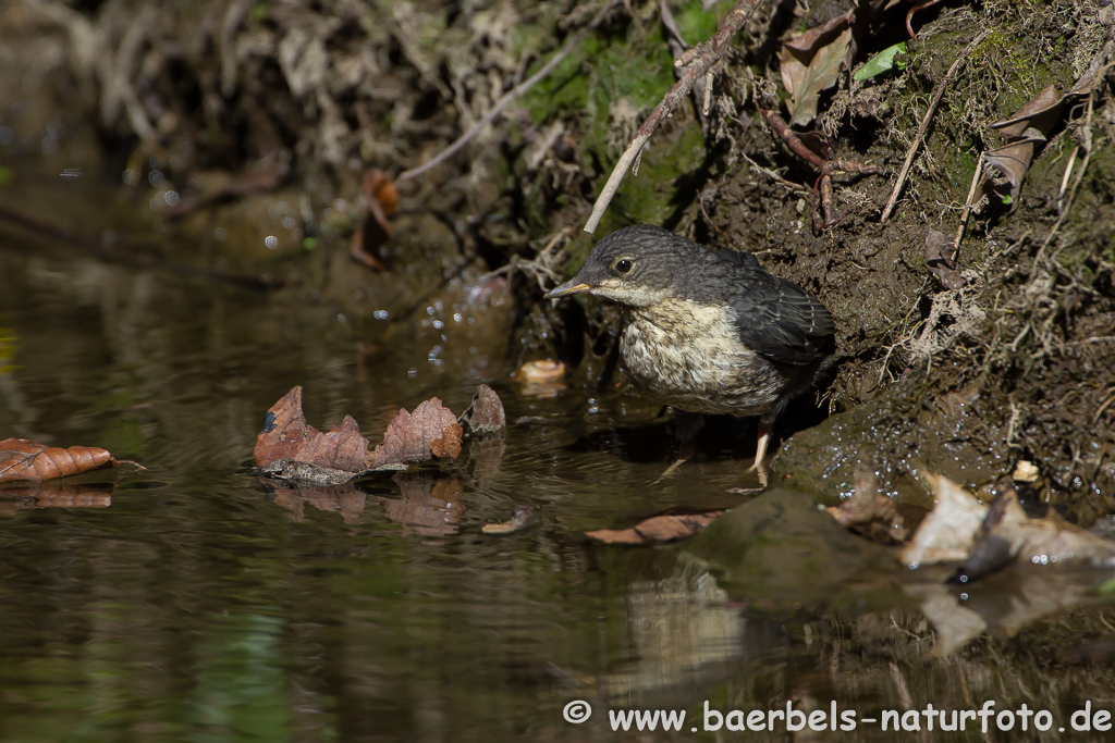 Wasseramsel