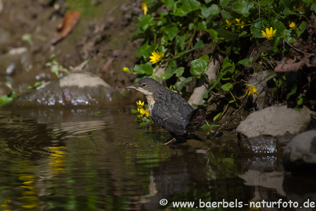 Wasseramsel