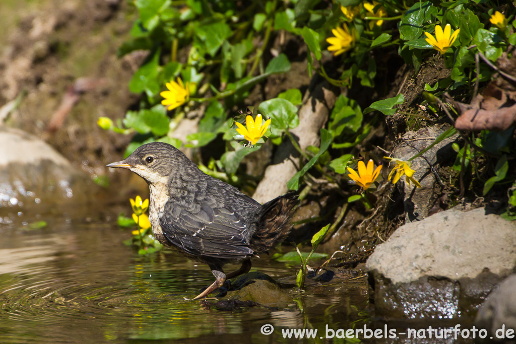 Wasseramsel