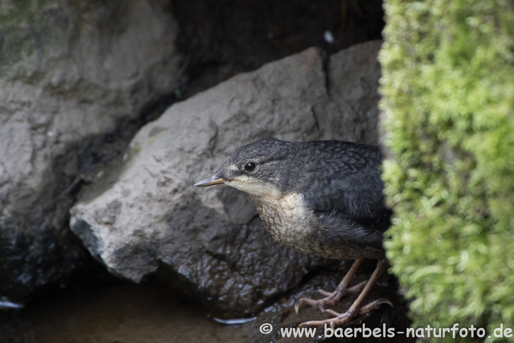 Wasseramsel