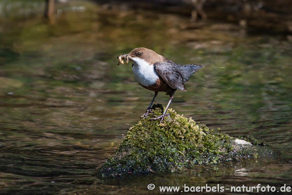 Wasseramsel