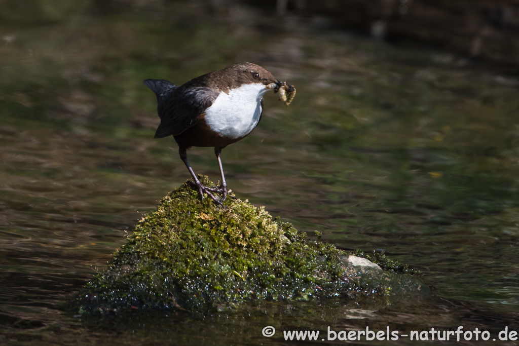 Wasseramsel