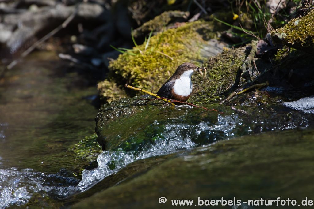 Wasseramsel