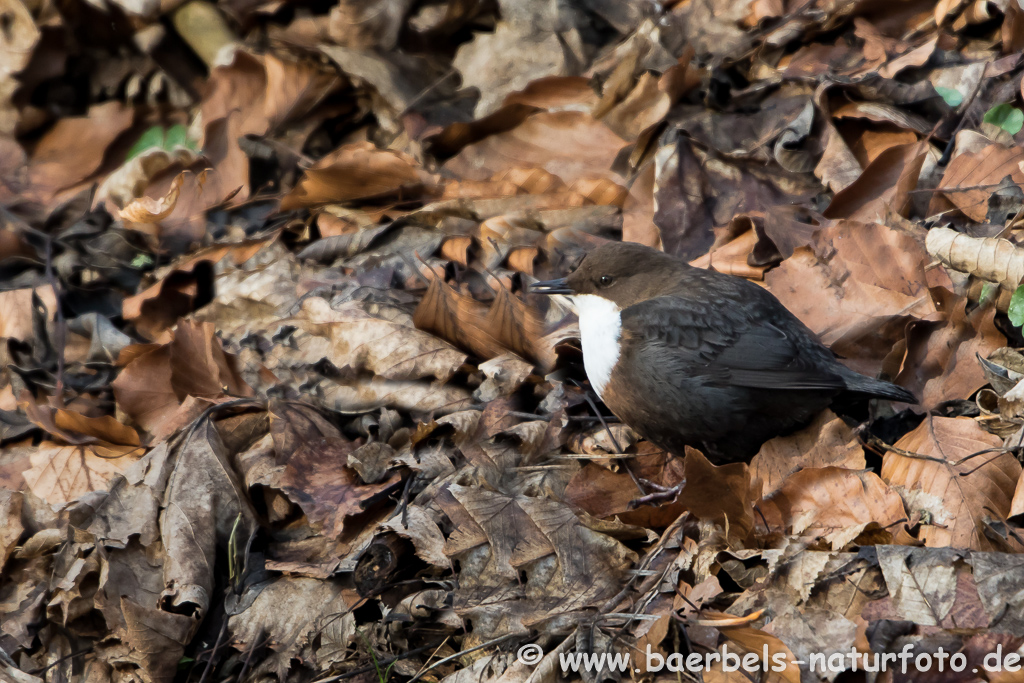 Wasseramsel