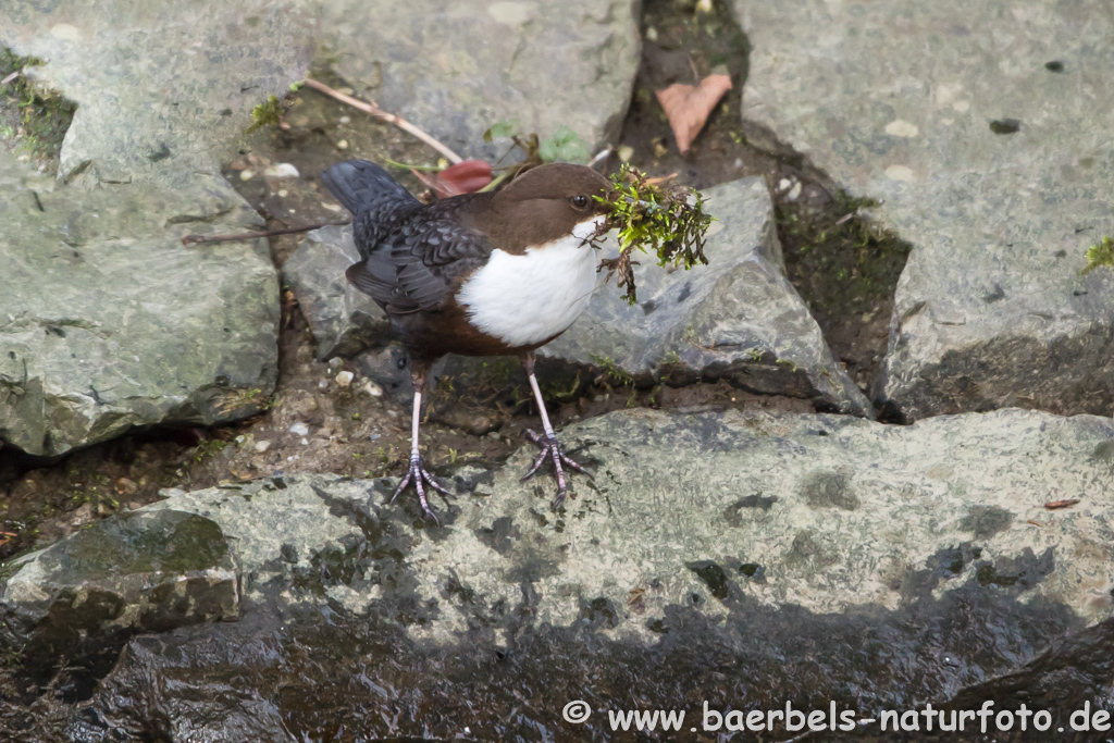 Wasseramsel