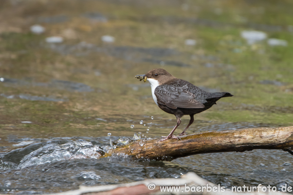 Wasseramsel