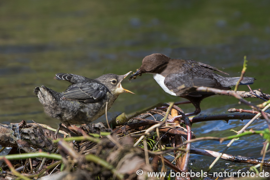 Wasseramsel