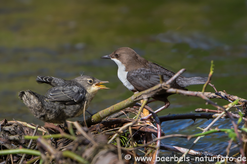 Wasseramsel