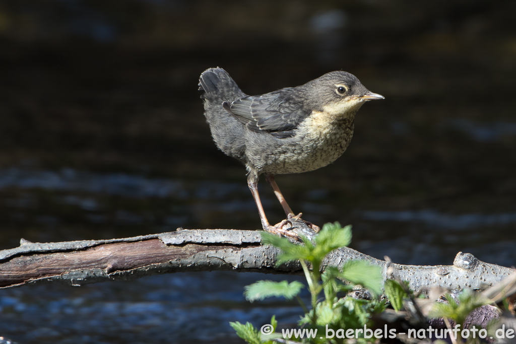 Wasseramsel