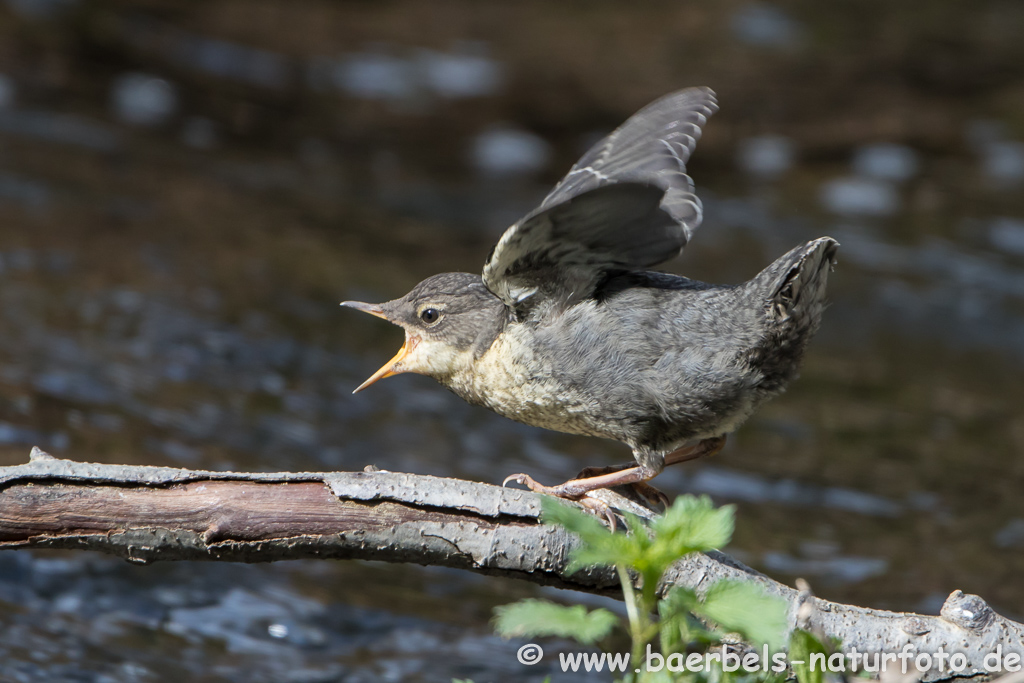 Wasseramsel