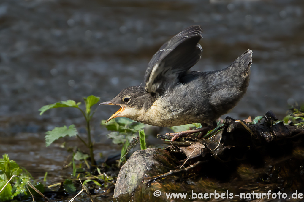 Wasseramsel