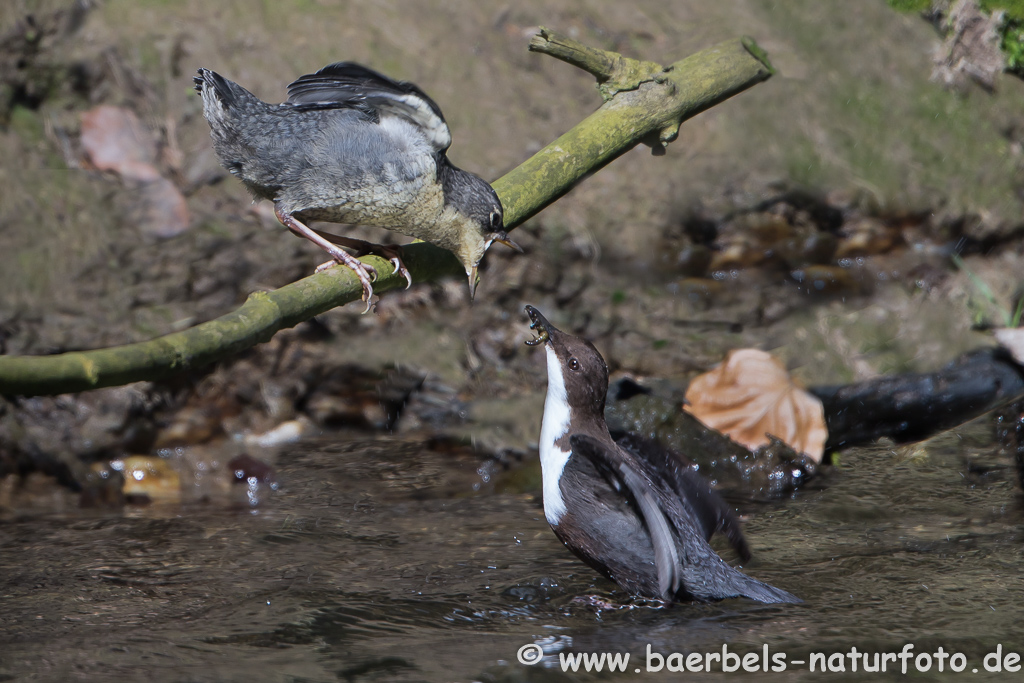 Wasseramsel