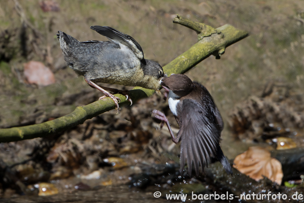 Wasseramsel