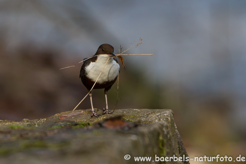 Wasseramsel