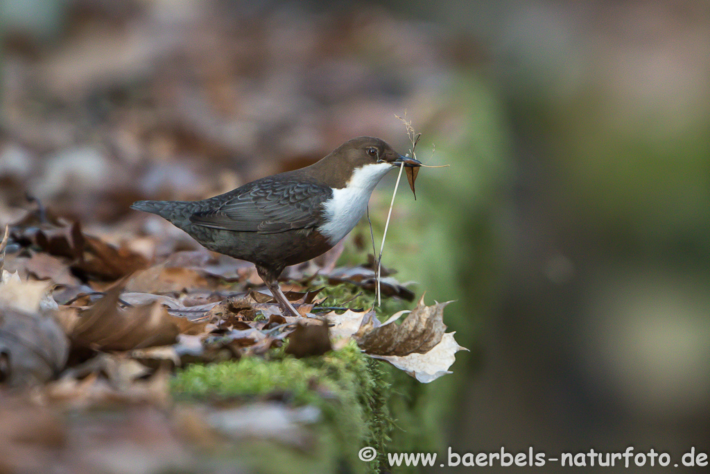 Wasseramsel