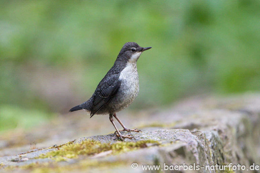 Wasseramsel