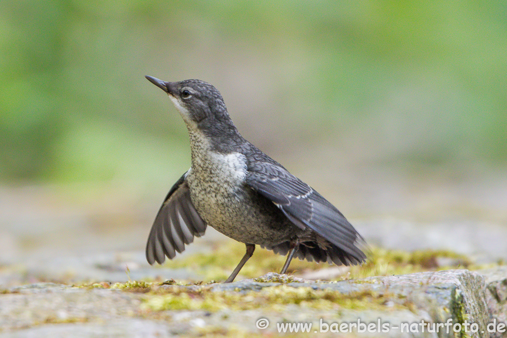 Wasseramsel